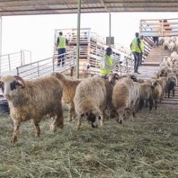 دندش وعبد الخالق للجنه ضبط الأداء للإعلام الرياضي. بقرار المجلس الأعلى للإعلام