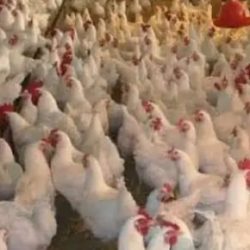 كلمه الأمين العام لجامعة الدول العربية في مؤتمر ومعرض تكنولوجيات الاقتصاد الرقمي (سيملس الشرق الأوسط 2020) دبي