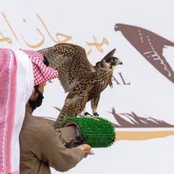 240 صقرا تتنافس بأشواط اليوم الثاني لمهرجان الملك عبدالعزيز للصقور