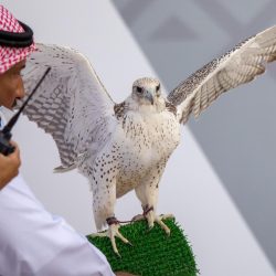 ” فاتله” تكرر فوزها بالتقديرية و”راشقة” و”هيثرو” الأقوى والأبرز في سباقات خيل المزاد