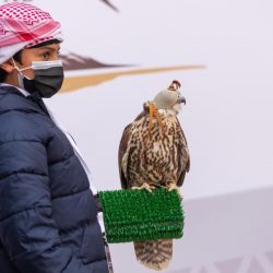 نادي الصقور السعودي يهدي طفلة صقراً