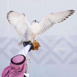 مهرجان الملك عبدالعزيز يستخدم تقنية “الفار” لتحكيم منافسات الصقور
