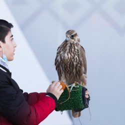 مزاين الصقور ينطلق غداً بمهرجان الملك عبدالعزيز