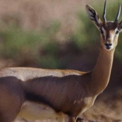 “شتاء السعودية” يصنع ذكريات المرح مع سياحة “الزهور والحدائق” في ينبع