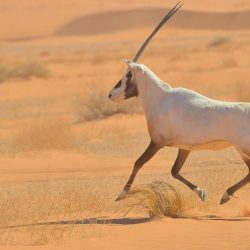 بايدن يناقش قضية نافالني وملفات أخرى في أول اتصال مع بوتين