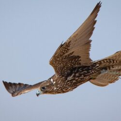 مركز بناء الأسر المنتجة “جنى” يفوز بجائزة التميز للجهات المانحة (مانح) 2021