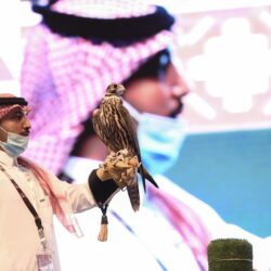 بيع أغلى صقر (حر من حر) إنتاج سعودي