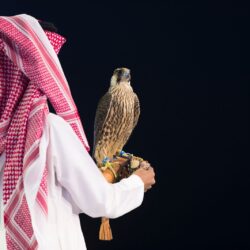 3 طواريح يختارون مزاد نادي الصقور السعودي لبيع صقرهم الثالث
