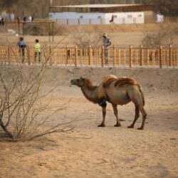 موسم جدة يعيد ذكريات الزمن الجميل في”جدة التاريخية”