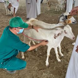 خادم الحرمين الشريفين وسمو ولي العهد يتلقيان برقيات تهنئة من قادة الدول الإسلامية بمناسبة عيد الأضحى المبارك