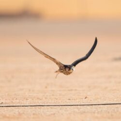 السيدة سعاد درويش القضماني في ذمة الله