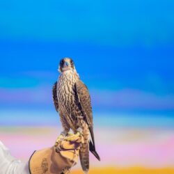 لجنة التحكيم بجمعية رواد العمل التطوعي تُنهي استعدادها لجائزة رواد لعام 2022م