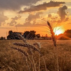 الأهلية بين الكفاءة والمحسوبية..”