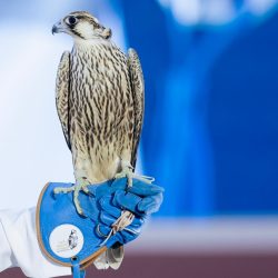 بَيع صقرين بـ 173 ألفاً في الليلة الـ 19 لمزاد نادي الصقور السعودي