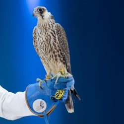 أبو الغيط يستقبل المفوض السامي لحقوق الإنسان   ويؤكد: مشاهد القتل والرعب في غزة ستستمر في ذاكرة الأجيال لعقود قادمة