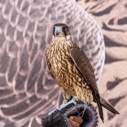 الفرنسي كريم بنزيما يعيد بوصلة الفوز بهاترك ويقفز بالإتحاد لخامس دوري روشن السعودي