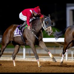 الأحمدي :يهنىء أبطال المملكة لما تحقق في البطولة الآسيوية في الفلبين 