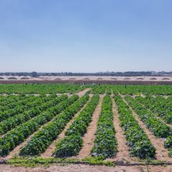 : بحضور وزير الشباب والرياضة..      انطلاق أعمال ملتقى الشباب العربي بالجامعة العربية