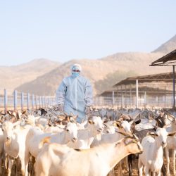 “هيئة الإحصاء”: إجمالي أعداد المشتغلين في موسم حج 1446هـ بلغ (420,070) مشتغلًا لخدمة (1,673,230) حاجًّا وحاجَّة