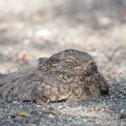 القوات الأمنية السعودية تشارك في التمرين التعبوي المشترك للأجهزة الأمنية بدول مجلس التعاون الخليجي (أمن الخليج العربي 4)