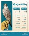 مزاد الصقور يتواصل اليوم وسط توقعات باستمرار الإثارة