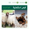 البيئة تطرح فرصتين استثماريتين لإنتاج اللحوم الحمراء وعسل النحل في الشرقية