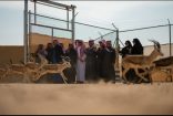 مركز الحياة الفطرية يطلق ٦١ كائناً فطرياً بمحمية الملك خالد الملكية ضمن برامج الإكثار وإعادة التوطين