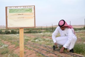 خيوط حمراء من العلا … عافت بن سنيان يقود التحول نحو الزراعة عالية القيمة