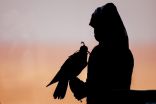 الصقارون يُثمنون قرار “الحياة الفطرية” بمنع طرح “الشاهين الجبلي” و”الصقر الوكري”