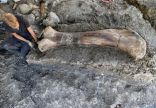 العثور على بقايا عظام الديناصورات العملاقة في جنوب غرب فرنسا