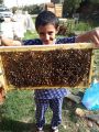 انطلاق مهرجان العسل الأول بمحافظة ميسان